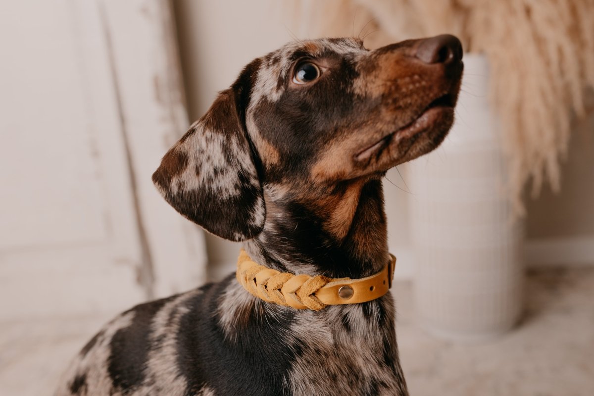 Geflochtenes Halsband aus Fettleder | BOHO CHIC - RudisRudel