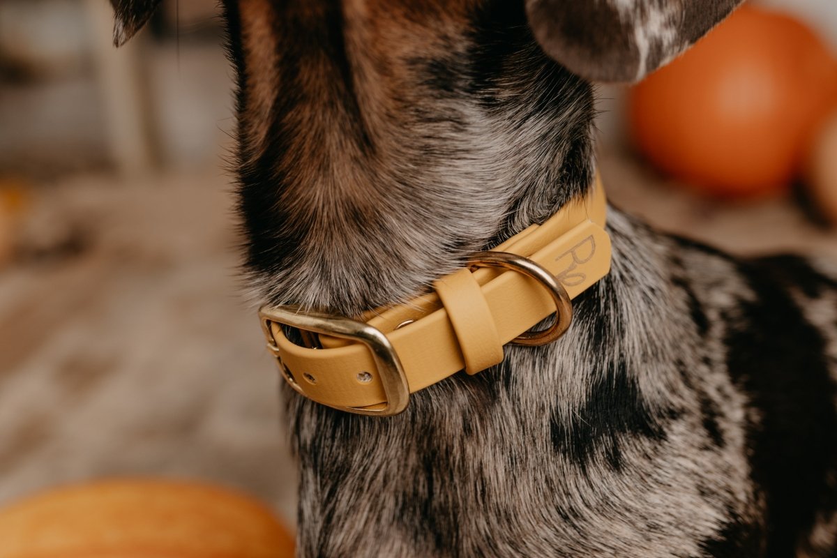 Halsband aus Biothane 16/19/25mm | SONDERFARBE BRAUN - RudisRudel