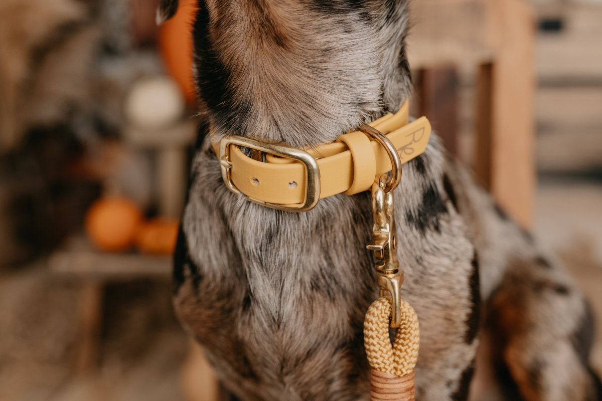 Halsband aus Biothane | BOHO CHIC - RudisRudel