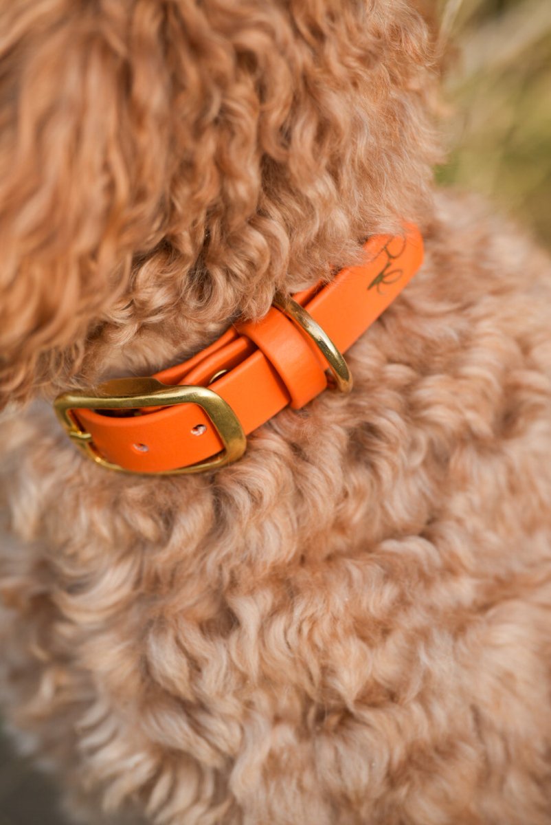 Halsband aus Biothane | BOHO CHIC - RudisRudel