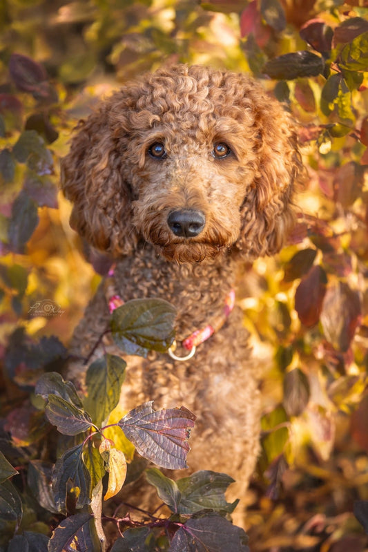 Halsband aus Tauseil | COLOUR CLASH - RudisRudel
