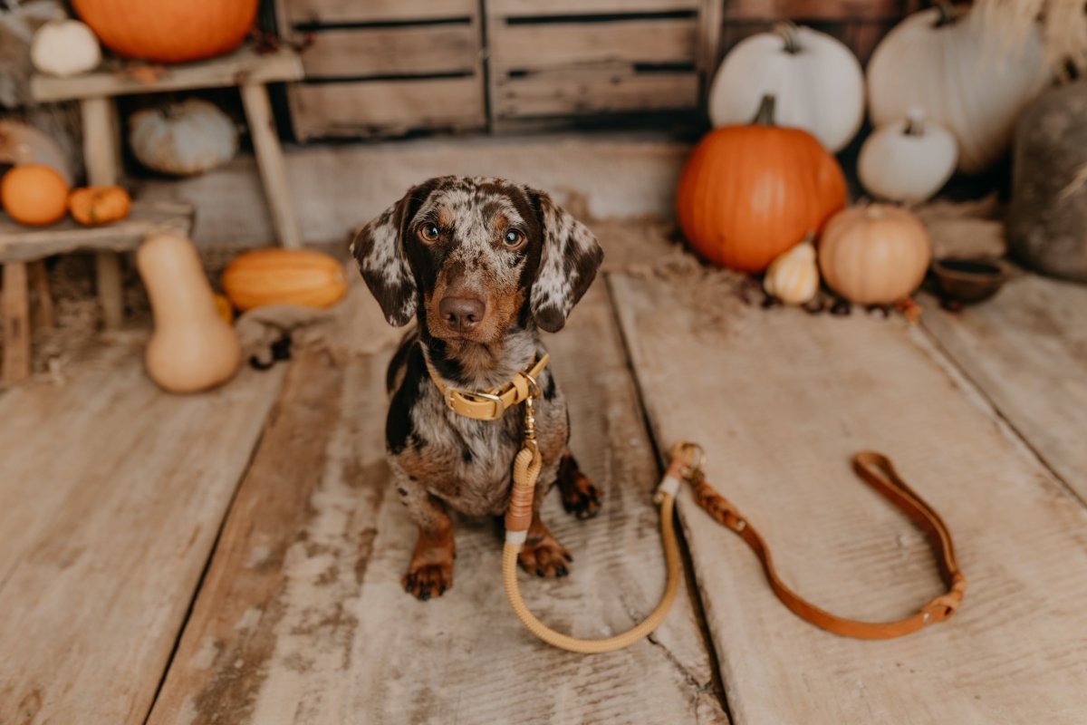 Handschlaufe/Kurzführer aus Fettleder | SONDERFARBE GRAU - RudisRudel