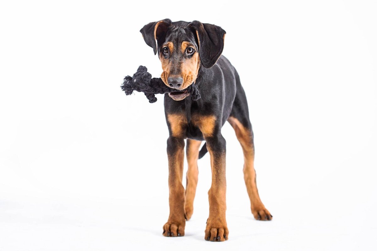 KATER CASANOVA | Kauspielzeug - RudisRudel