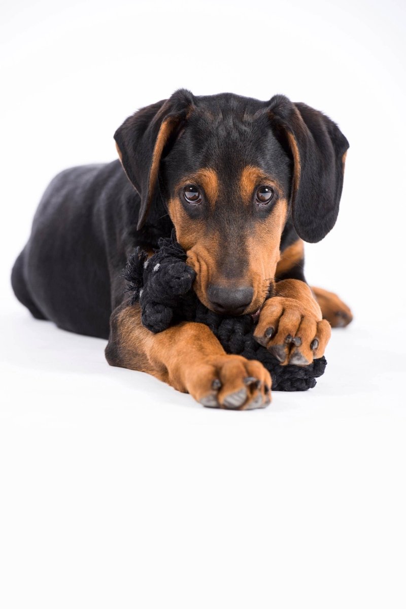 KATER CASANOVA | Kauspielzeug - RudisRudel