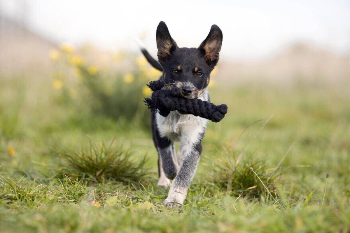 KATER CASANOVA | Kauspielzeug - RudisRudel