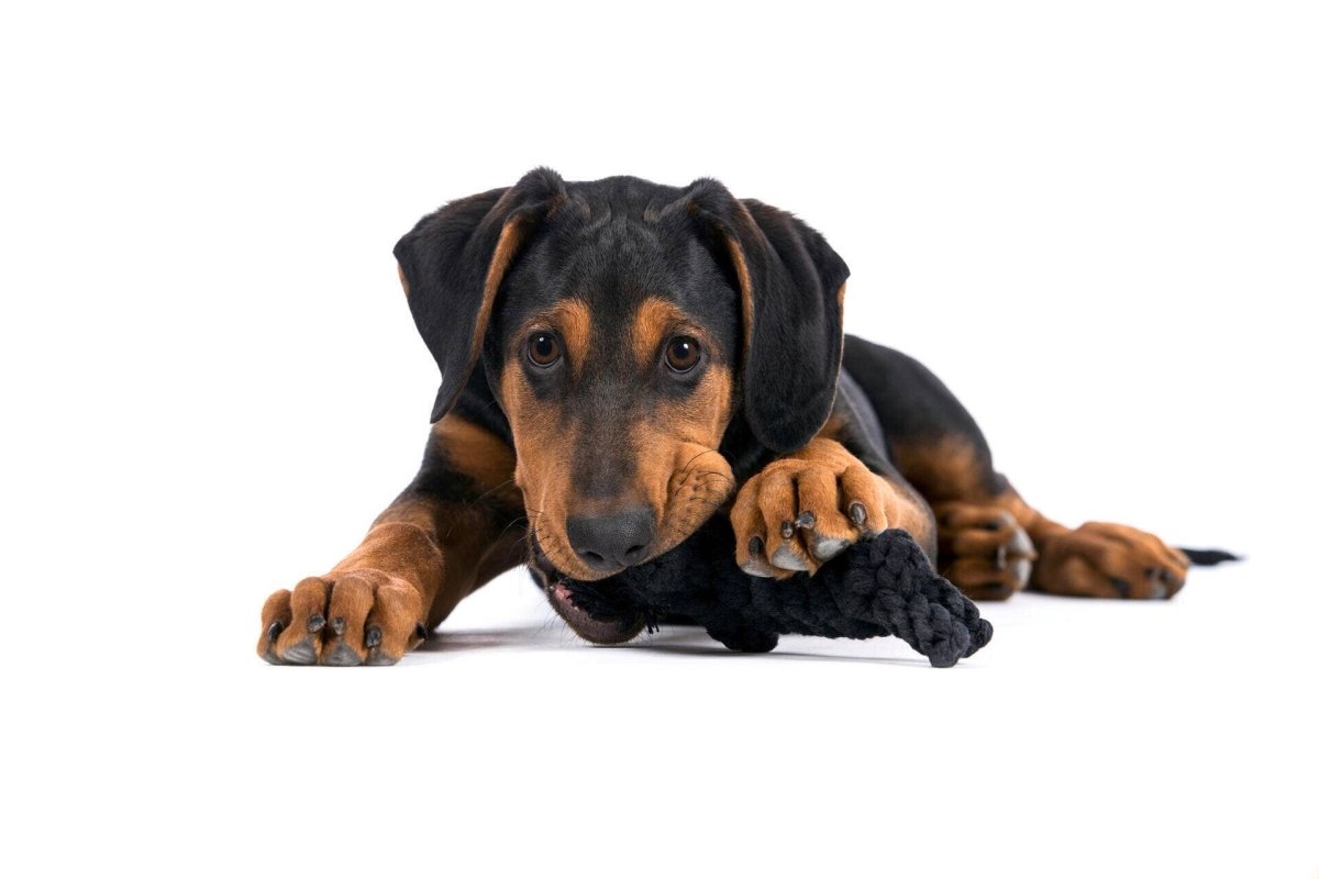 KATER CASANOVA | Kauspielzeug - RudisRudel