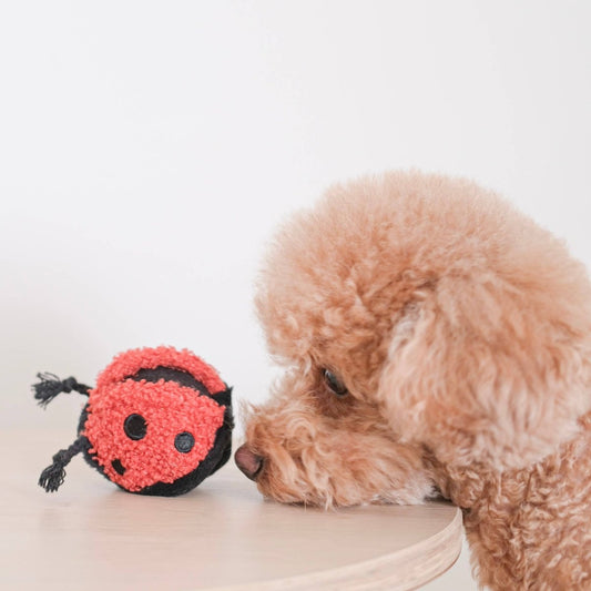 LADYBUG POP | Hundespielzeug - RudisRudel
