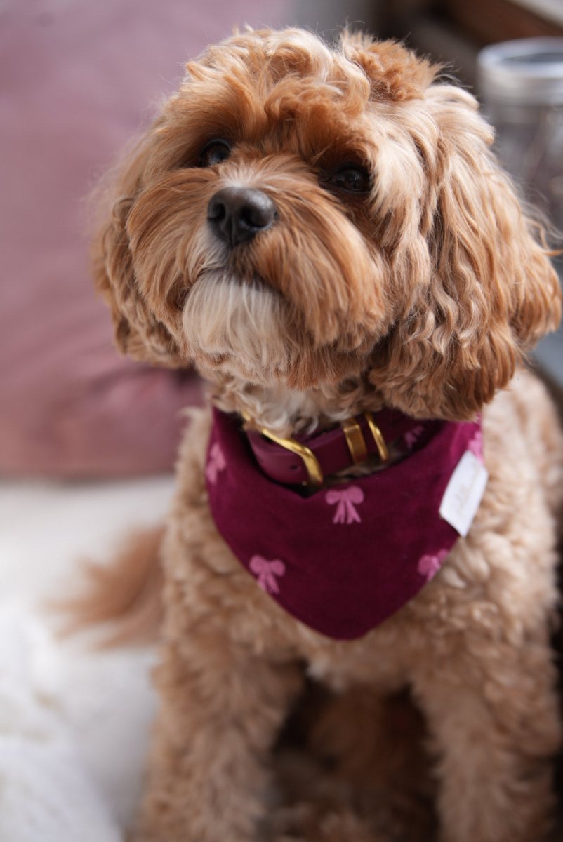 LITTLE BOWS | Halstuch - RudisRudel