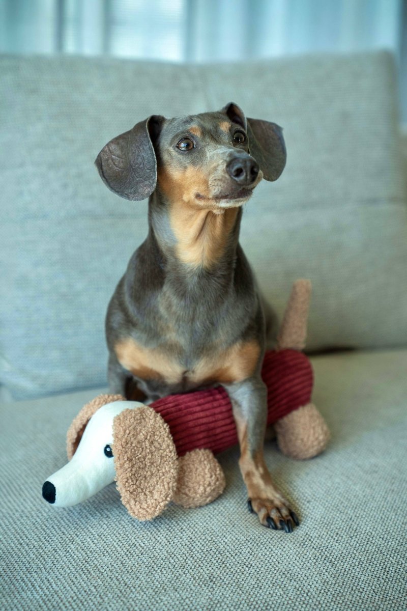 MICKY | Hundespielzeug, merlot - RudisRudel