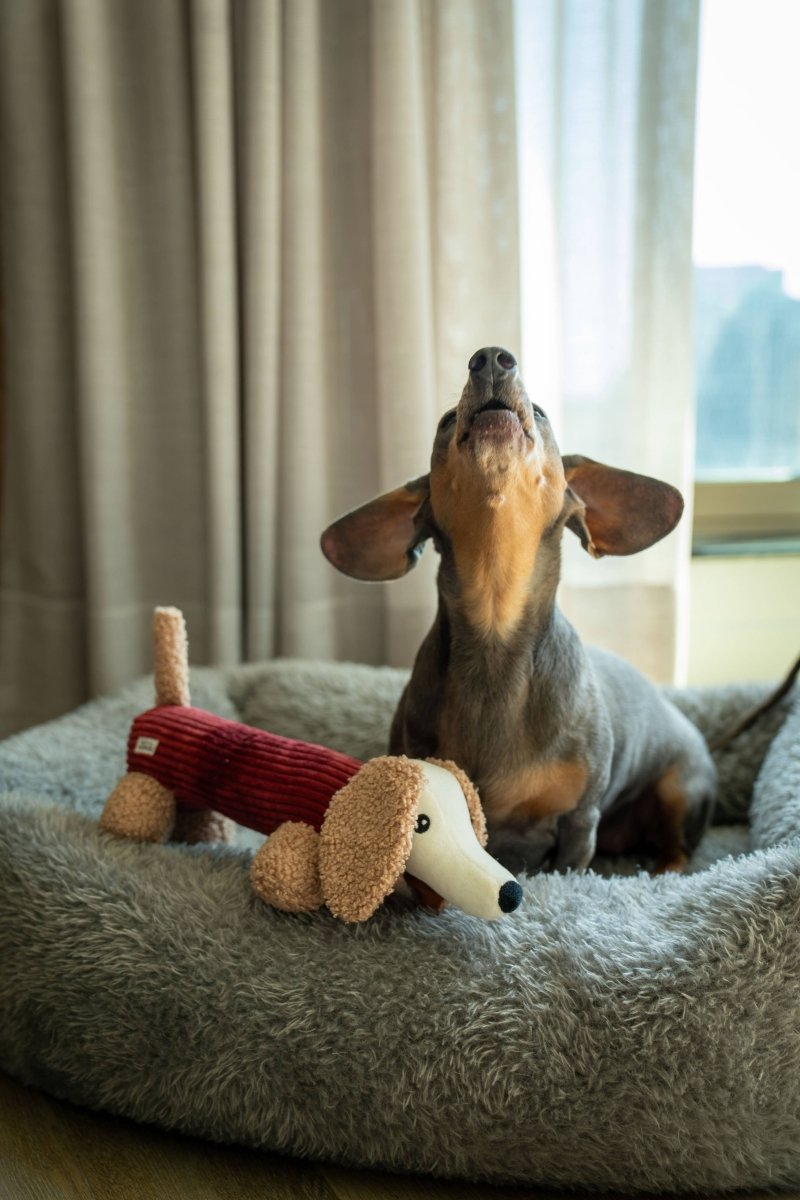 MICKY | Hundespielzeug, merlot - RudisRudel
