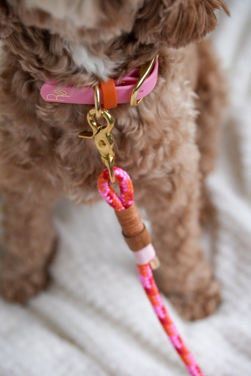 Mix & Match Set | Handschlaufe + Halsband Biothane & Unterteil Tauseil | COLOUR CLASH - RudisRudel