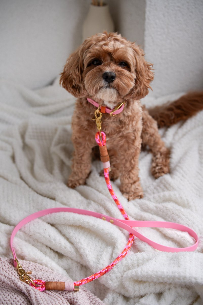 Mix & Match Set | Handschlaufe + Halsband Biothane & Unterteil Tauseil | COLOUR CLASH - RudisRudel