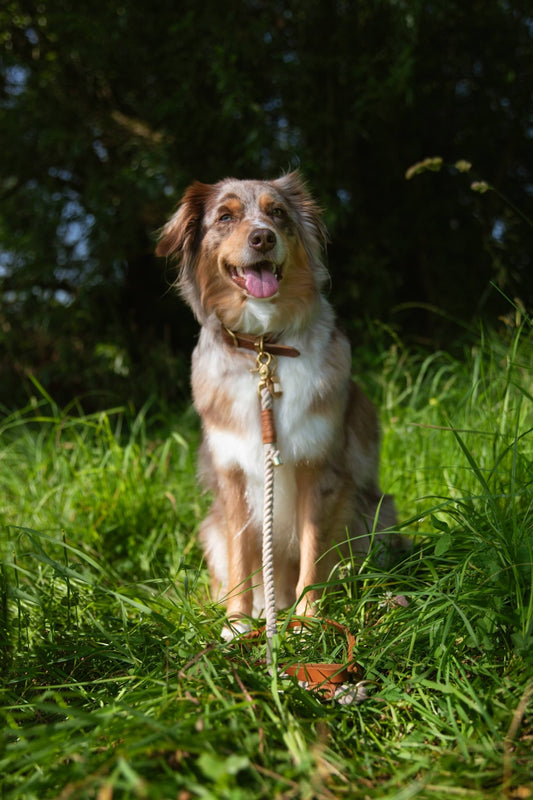 Mix & Match Set | Handschlaufe + Halsband Fettleder & Unterteil Baumwollseil | BOHO CHIC - RudisRudel