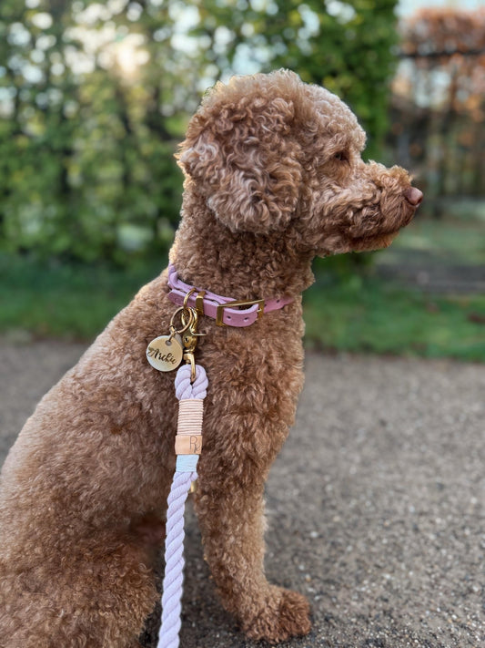 Mix & Match Set | Handschlaufe + Halsband Fettleder & Unterteil Baumwollseil | PASTEL DREAMS - RudisRudel