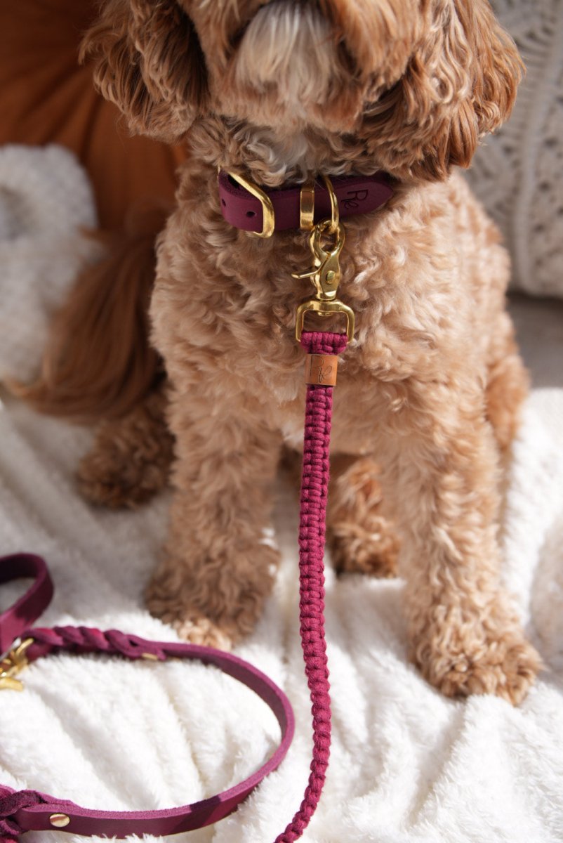 Mix & Match Set | Handschlaufe + Halsband Fettleder & Unterteil Makramee | BOHO CHIC - RudisRudel