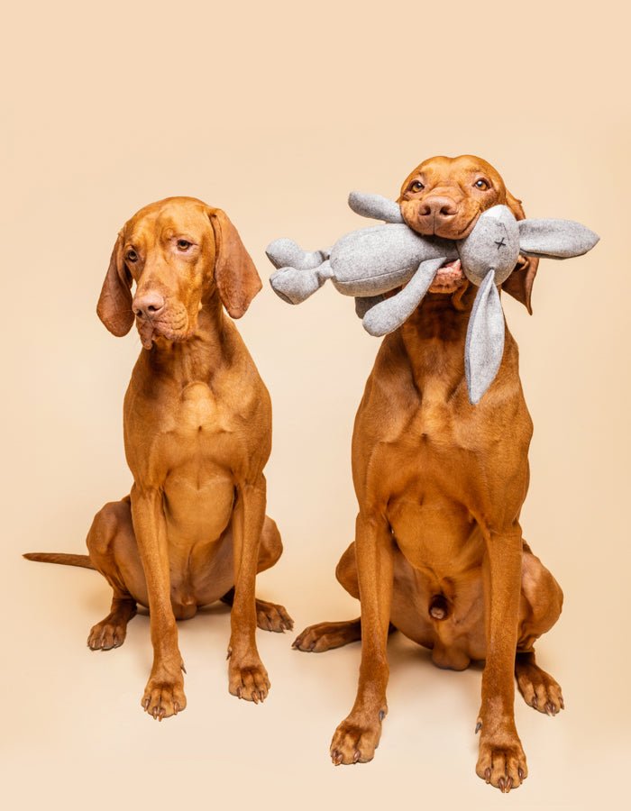 RUPERT | Hundespielzeug - RudisRudel