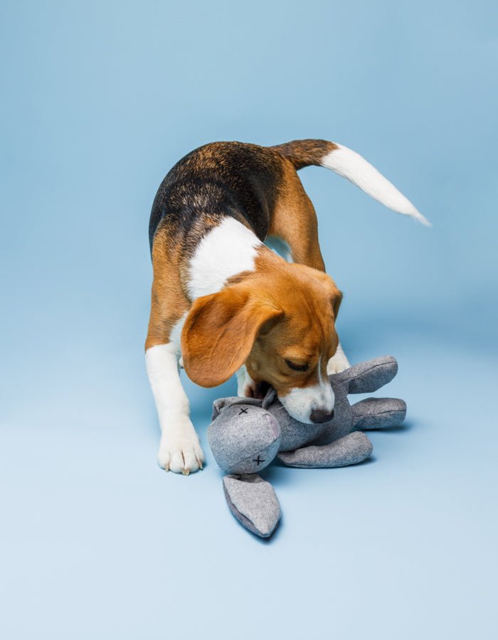 RUPERT | Hundespielzeug - RudisRudel