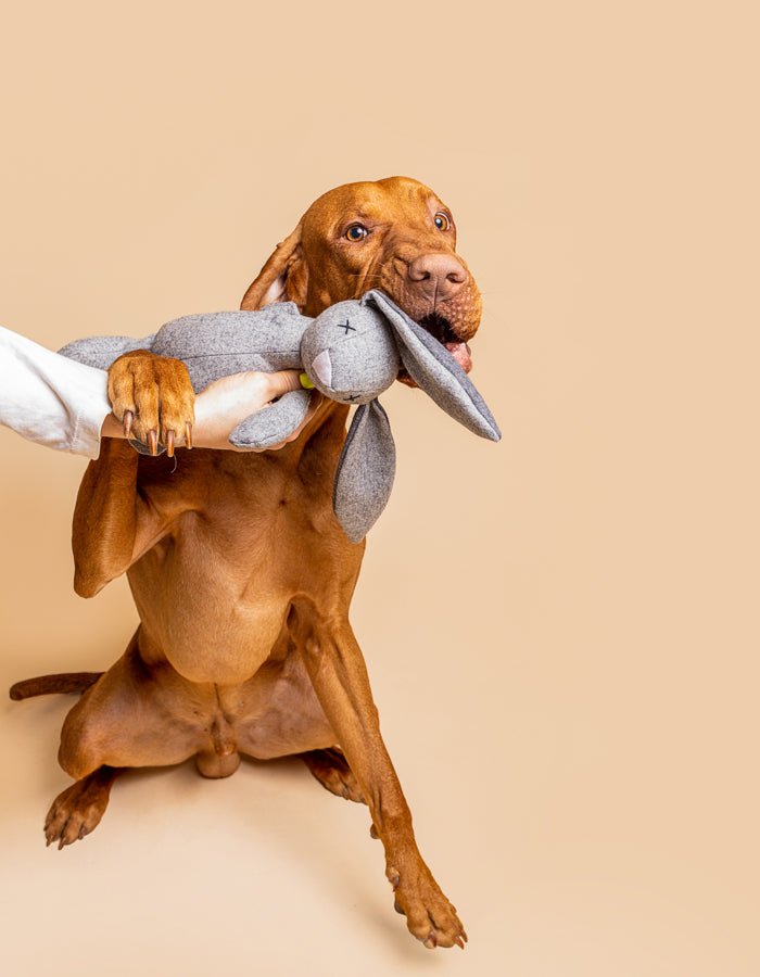 RUPERT | Hundespielzeug - RudisRudel