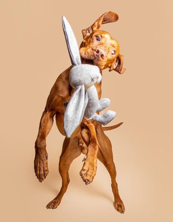 RUPERT | Hundespielzeug - RudisRudel