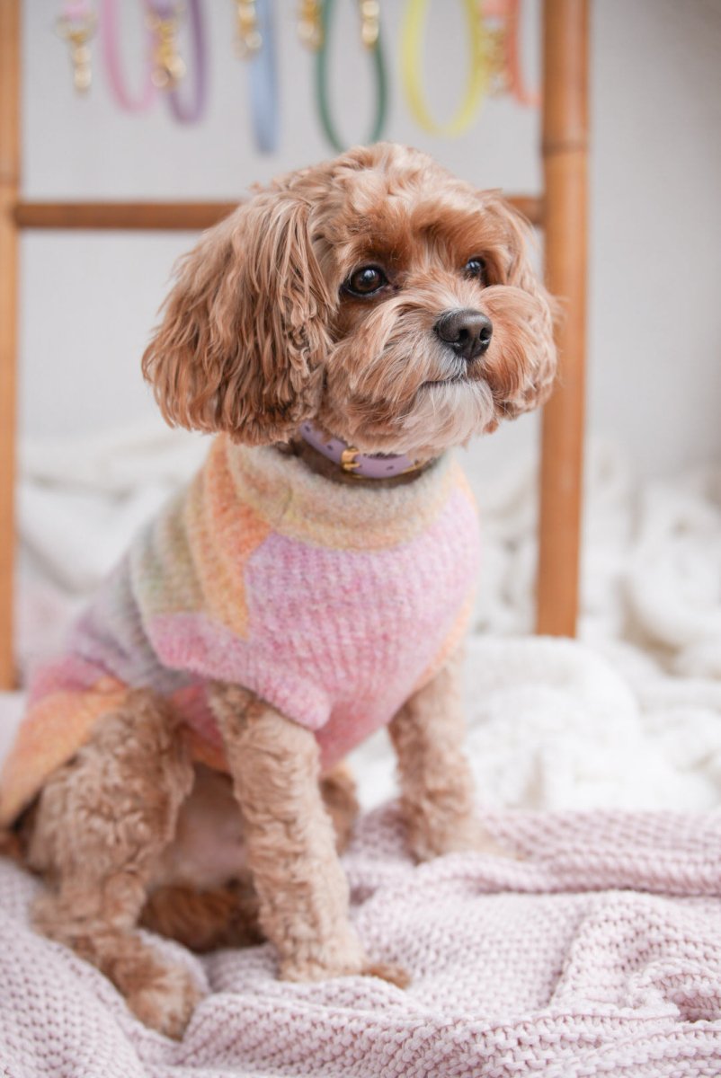 SUNSET | Strickpullover für Hunde - RudisRudel