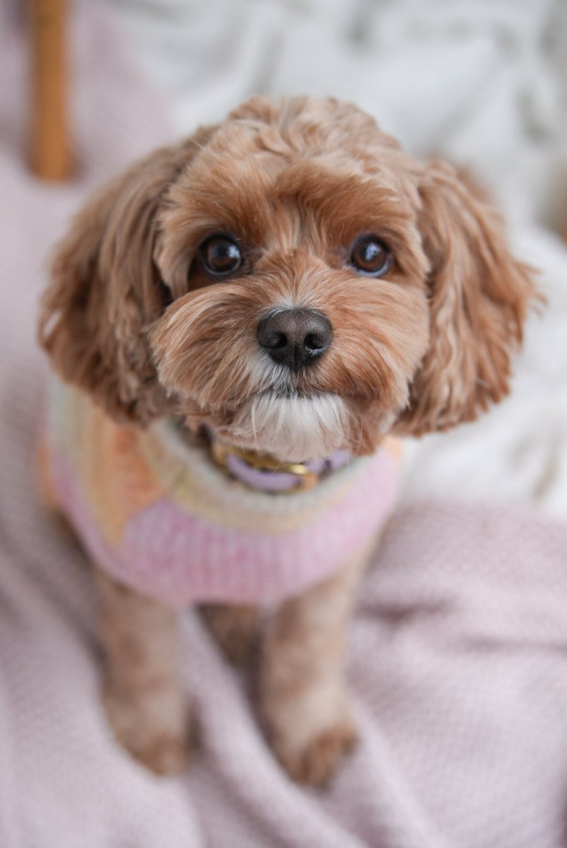 SUNSET | Strickpullover für Hunde - RudisRudel