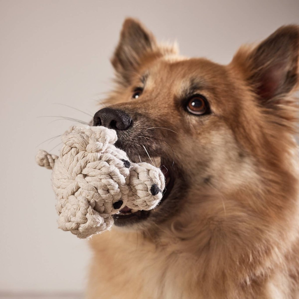 WELPE TAPSI | Kauspielzeug - RudisRudel
