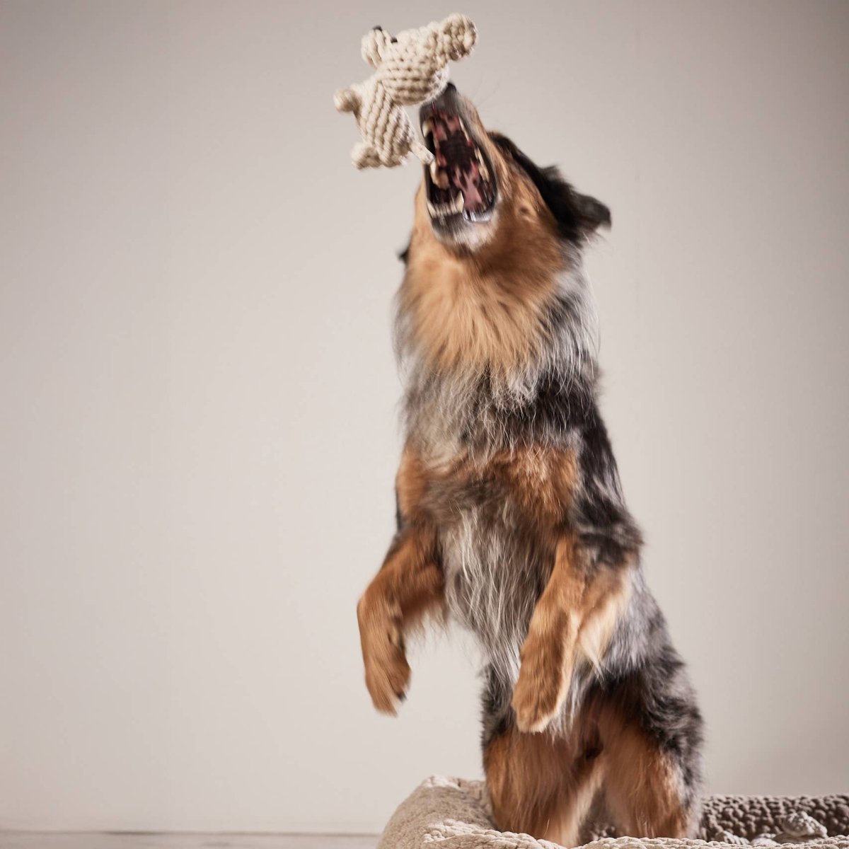 WELPE TAPSI | Kauspielzeug - RudisRudel