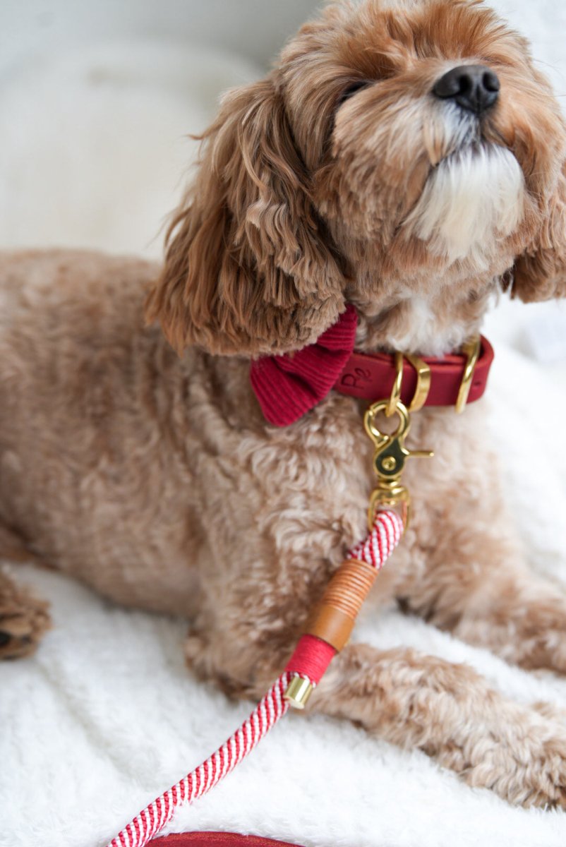 WINTER WISH | Hundefliege CHRISTMAS EDITION - RudisRudel