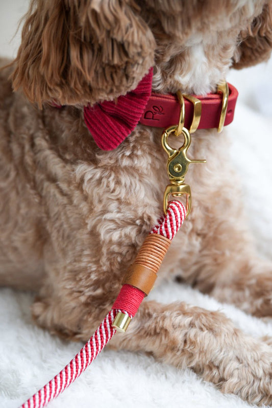 WINTER WISH | Hundefliege CHRISTMAS EDITION - RudisRudel