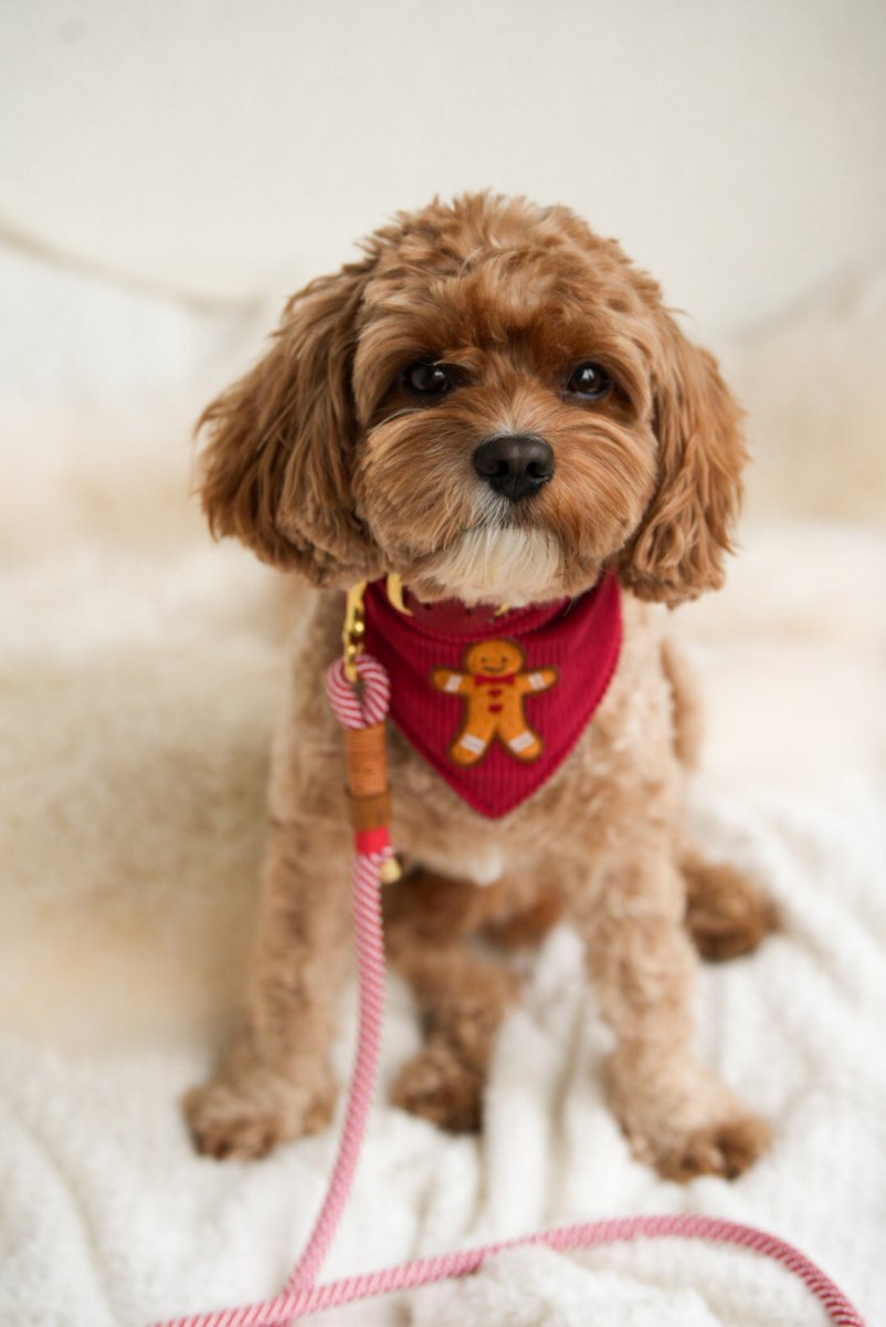 WINTER WISH | Wendehalstuch CHRISTMAS EDITION - RudisRudel